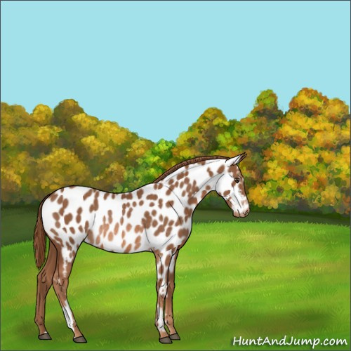 Horse Color:Chestnut Near Leopard Rabicano 