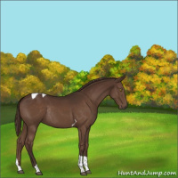 Horse Color:Liver Chestnut Tobiano Rabicano 
