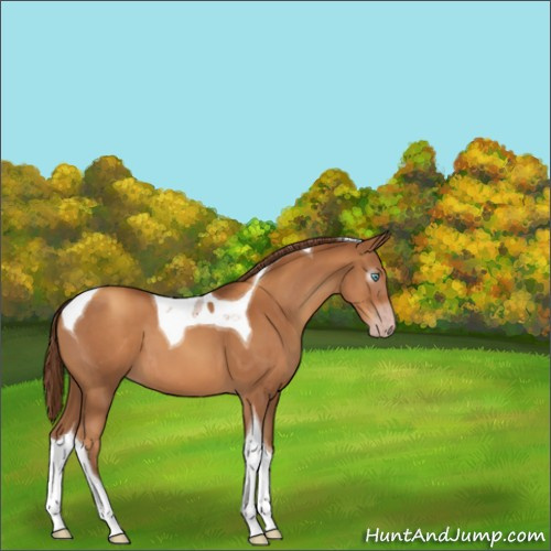 Horse Color:Gray Gold Champagne Tobiano 