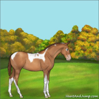 Horse Color:Gray Gold Champagne Tobiano 