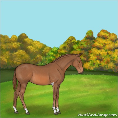 Horse Color:Chestnut Tobiano 