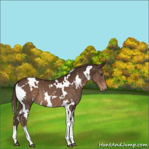 Horse Color:White Spotted Liver Chestnut 