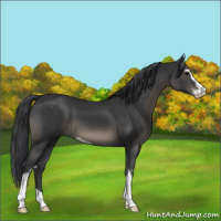 Horse Color:Black Sabino 