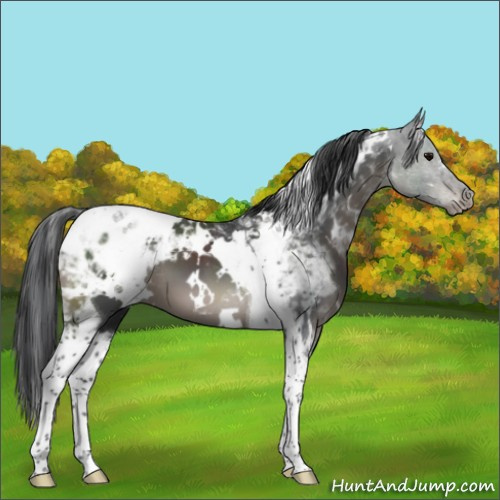 Horse Color:White Spotted Black Tobiano Appaloosa 