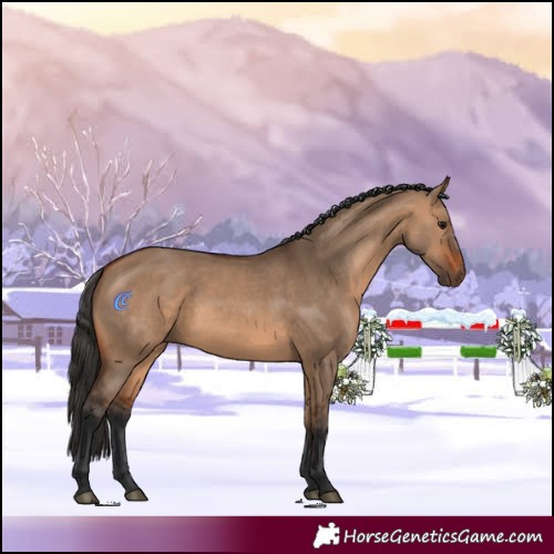 Horse Color:Bay Dun 