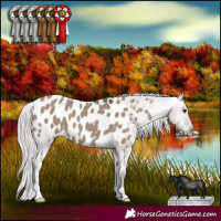 Horse Color:Silver Grullo Appaloosa 