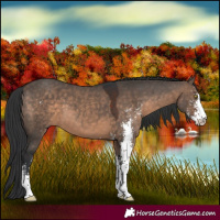 Horse Color:Brown Dun Sabino 
