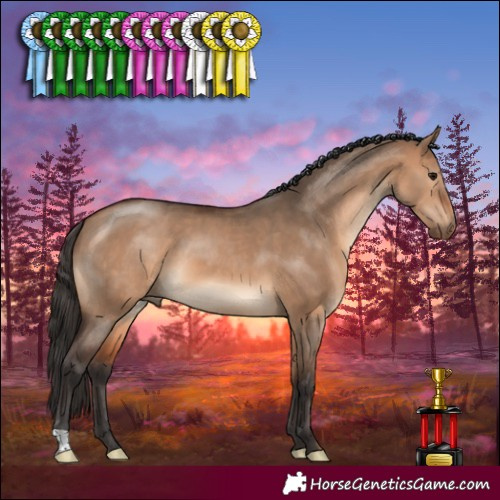 Horse Color:Bay Dun