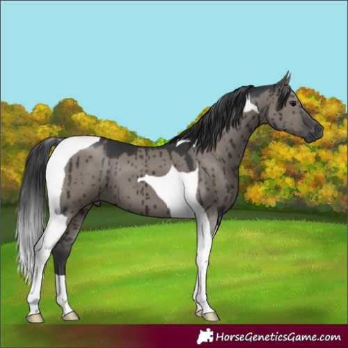 Horse Color:Grullo Tobiano Brindle