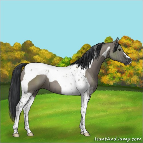 Horse Color:Grullo Tobiano Brindle