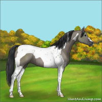 Horse Color:Grullo Tobiano Brindle 