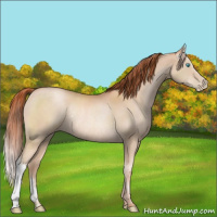 Horse Color:Buckskin Pearl Rabicano 