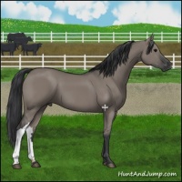 Horse Color:Grullo