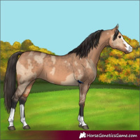 Horse Color:Bay Dun  and Bay Dun 
