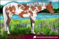 Horse Color:White Spotted Silver Brown 