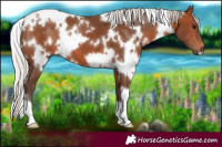 Horse Color:White Spotted Silver Brown