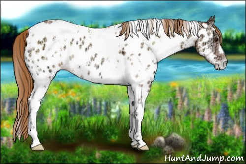 Horse Color:White Spotted Red Onyx Ice Pearl Appaloosa 
