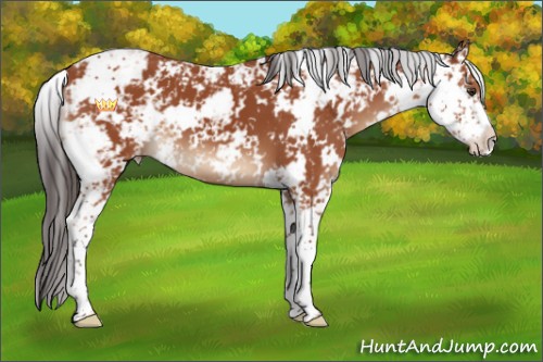 Horse Color:Bay Sabino