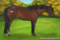 Horse Color:Brown Tobiano 