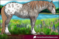 Horse Color:Blue Onyx Ice Pearl Appaloosa 