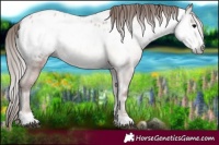 Horse Color:Gray Blue Onyx Pearl Appaloosa 