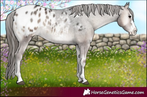 Horse Color:Blue Onyx Appaloosa 