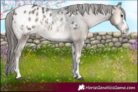 Horse Color:Blue Onyx Appaloosa