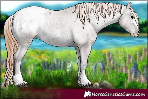 Horse Color:Blue Onyx Ice Pearl Appaloosa