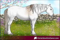 Horse Color:Gray Blue Onyx Pearl Tobiano Appaloosa 