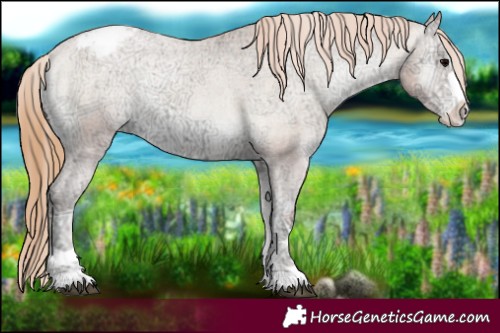 Horse Color:Blue Onyx Ice Pearl Appaloosa