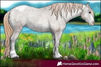 Horse Color:Blue Onyx Ice Pearl Appaloosa 