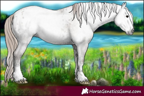 Horse Color:Gray Blue Onyx Ice Pearl Appaloosa 