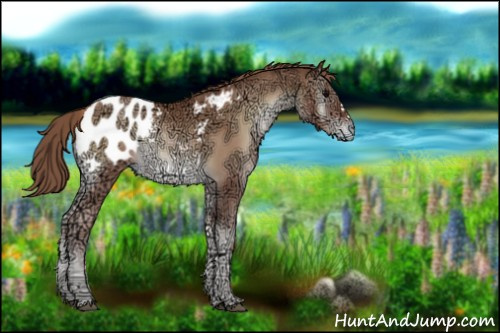 Horse Color:Blue Onyx Ice Pearl Appaloosa 