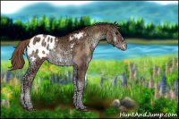 Horse Color:Blue Onyx Ice Pearl Appaloosa 