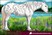 Horse Color:Blue Onyx Ice Pearl Appaloosa 