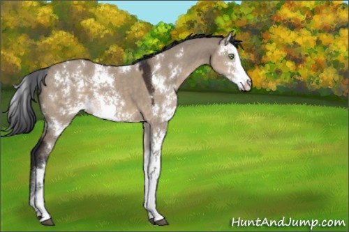 Horse Color:Brown Dun Sabino