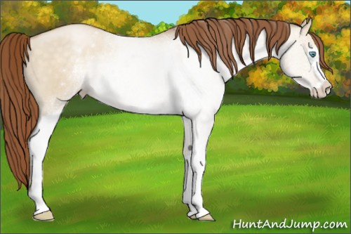 Horse Color:White Spotted Buckskin Pearl Dun Sabino 