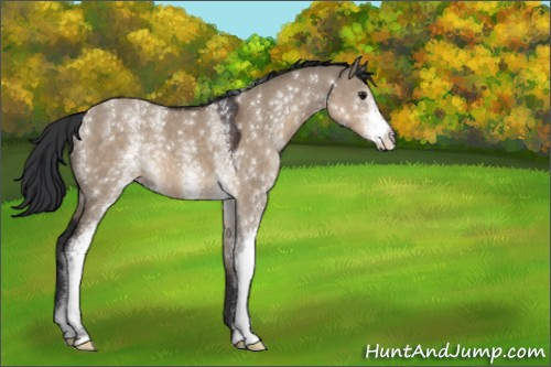 Horse Color:White Spotted Brown Dun 