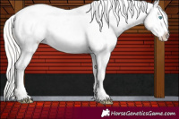 Horse Color:Cremello Appaloosa 