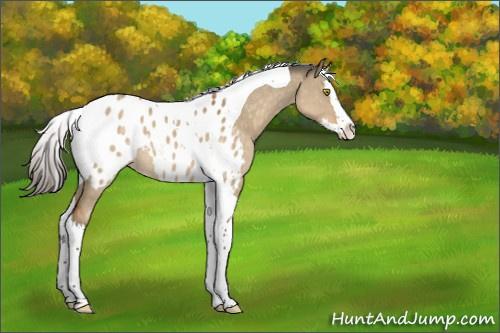 Horse Color:Buckskin Dun Splash Tobiano Appaloosa 