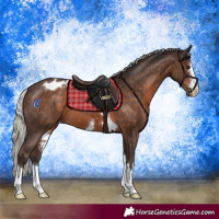Horse Color:Silver Brown Appaloosa