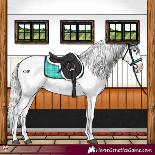 Horse Color:Silver Bay Dun Appaloosa