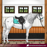 Horse Color:Silver Bay Dun Appaloosa 