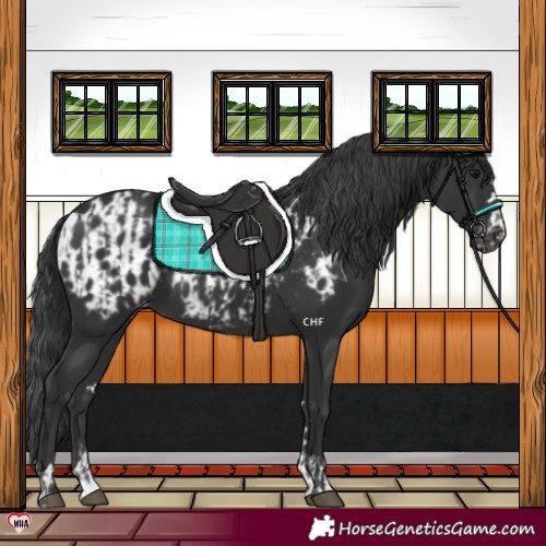 Horse Color:Black Varnish and Black Near Leopard
