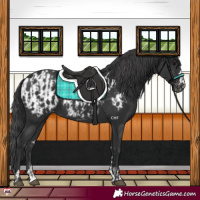 Horse Color:Black Varnish  and Black Near Leopard 