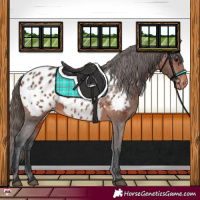 Horse Color:Brown Appaloosa 