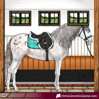 Horse Color:Bay Sabino Splash Varnish 