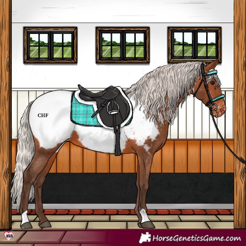 Horse Color:Silver Brown Near Fewspot