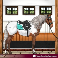 Horse Color:Silver Brown Near Fewspot