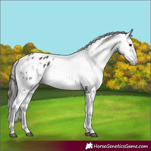 Horse Color:Black Appaloosa 